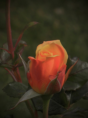 DSCN0723