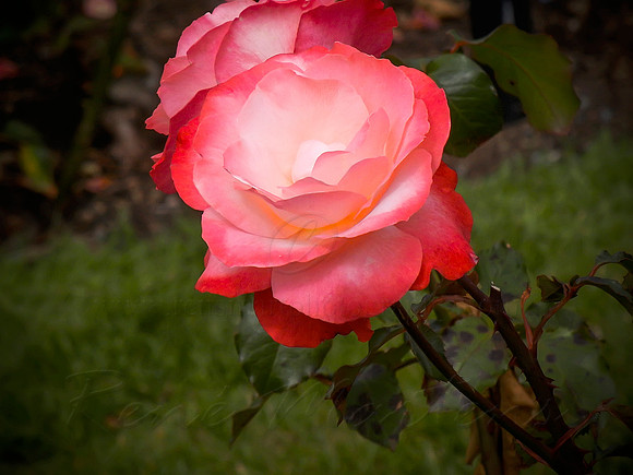 DSCN0731