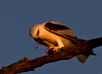 Wildlife
