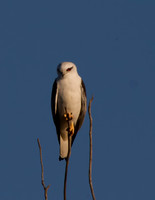 Wildlife