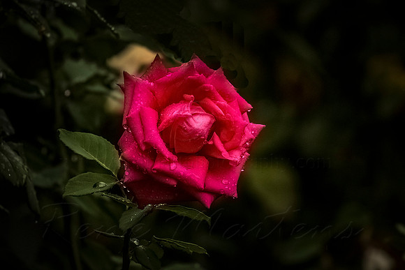 2021_03_21_9999_30