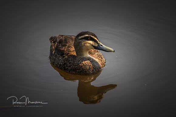 2026_01_13_3499