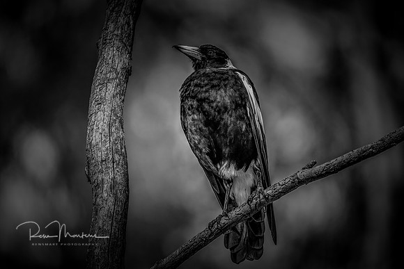 2026_01_29_4567bw