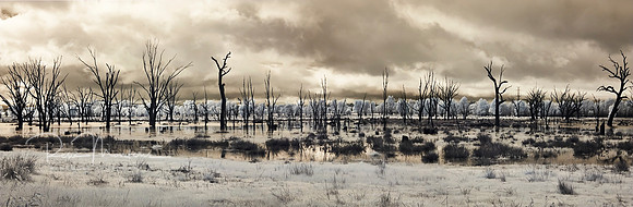 Bill Friday swamp