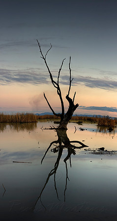 Tree in Wetlands