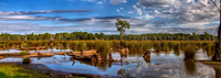 Reedy Swamp