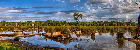 Reedy Swamp