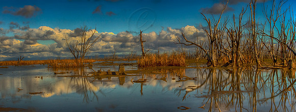 Reflection at Winton Wetlands