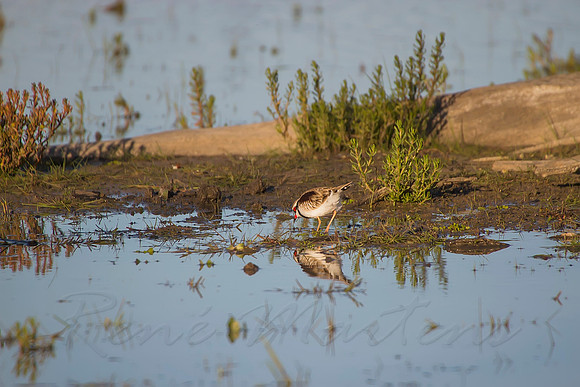2013_08_08_00046387