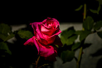 Macro