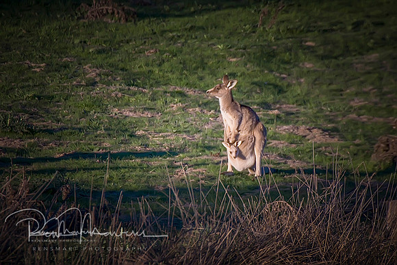 2019_09_17_9999_225 sig