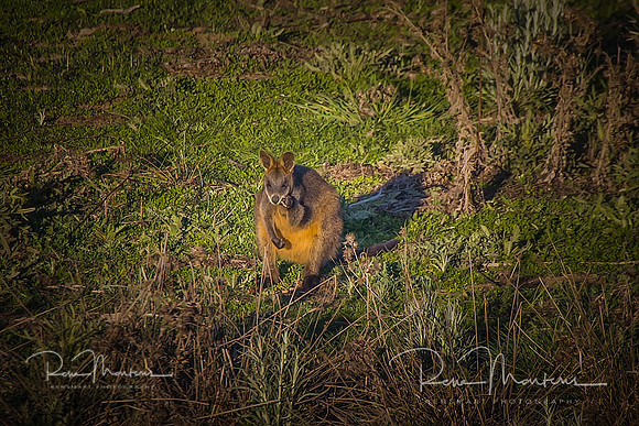 2019_09_17_9999_71 sig