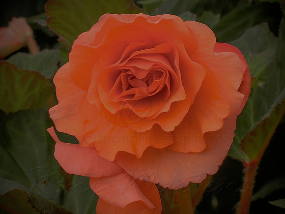 DSCN0746