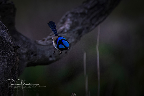 2020_09_17_9999_114sig