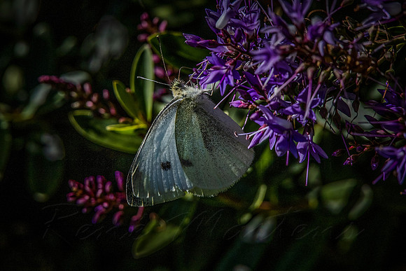 2020_11_09_9999_22
