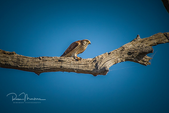 2020_11_02_9999_136