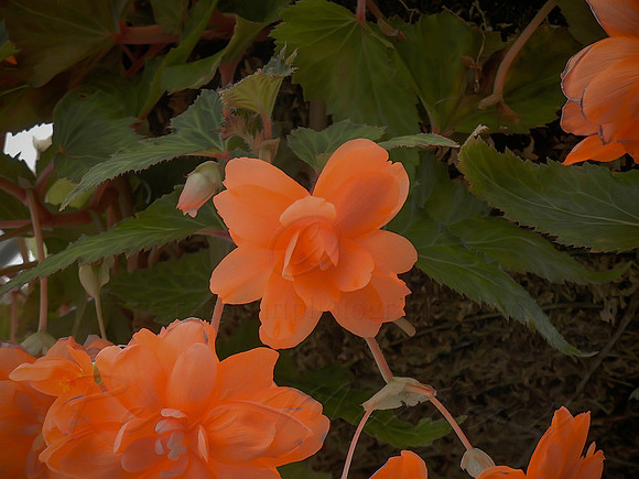 DSCN0738