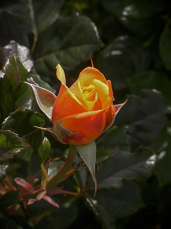 DSCN0722