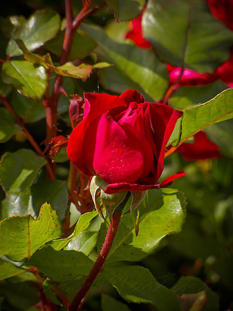 DSCN0715