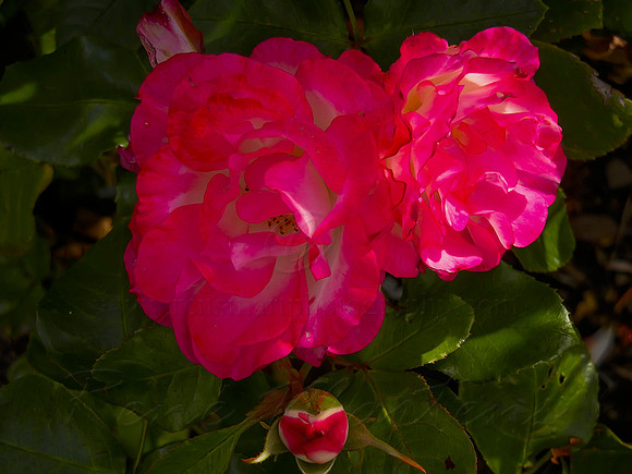 DSCN0706
