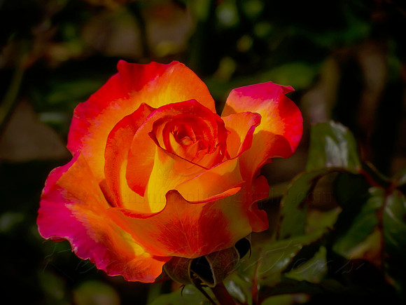 DSCN0720