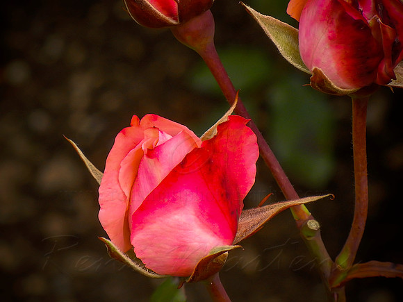 DSCN0729