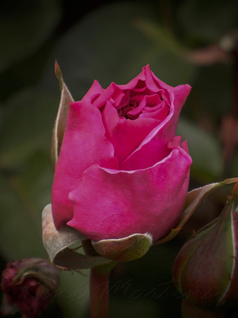 DSCN0725