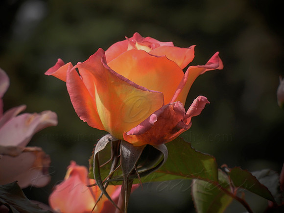 DSCN0721