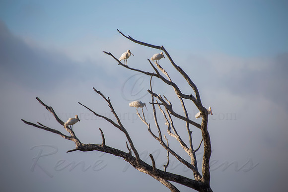2013_10_02_00065796