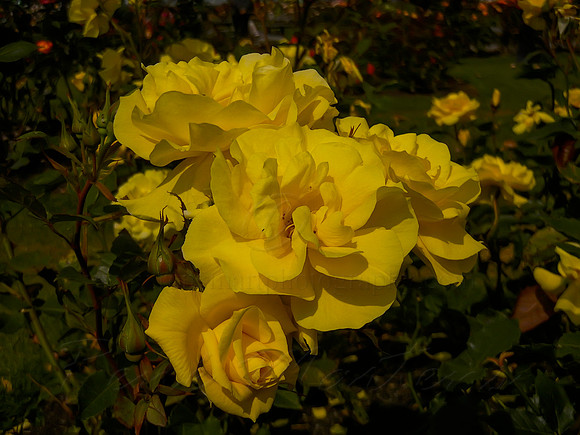 DSCN0711