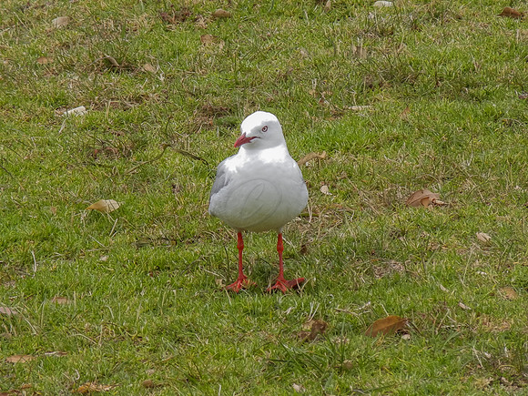 DSCN0323
