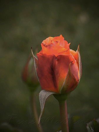 DSCN0724