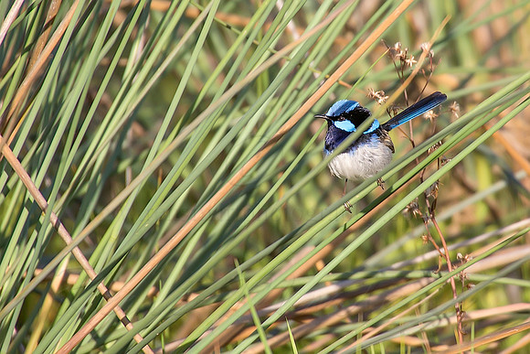 2013_09_19_00056597