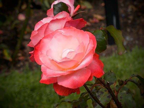 DSCN0732