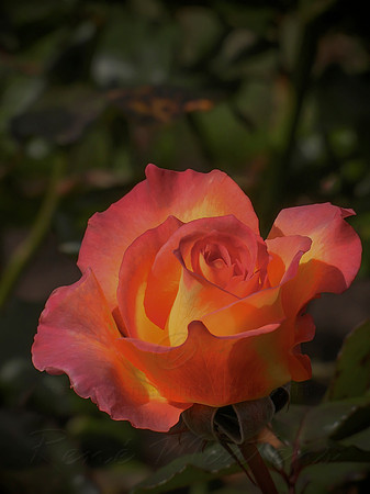 DSCN0719