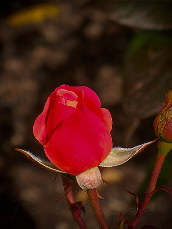 DSCN0716