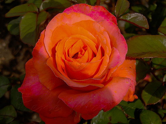 DSCN0709