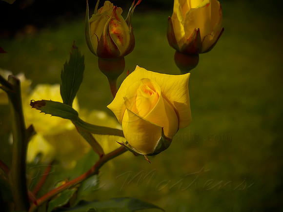 DSCN0710