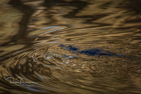 2024_06_17_0771